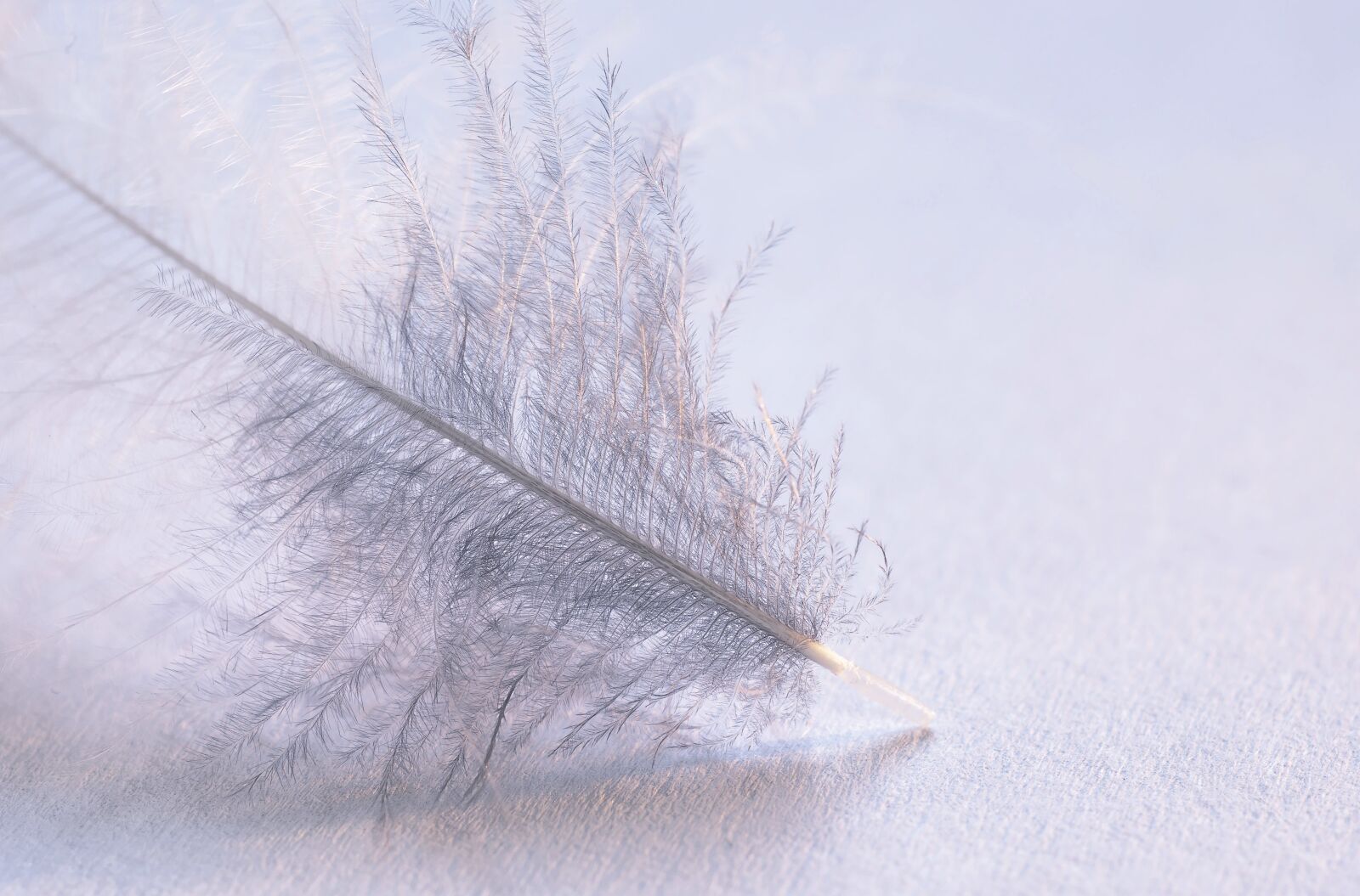 Nikon D5600 sample photo. Feather, quill, bird feather photography