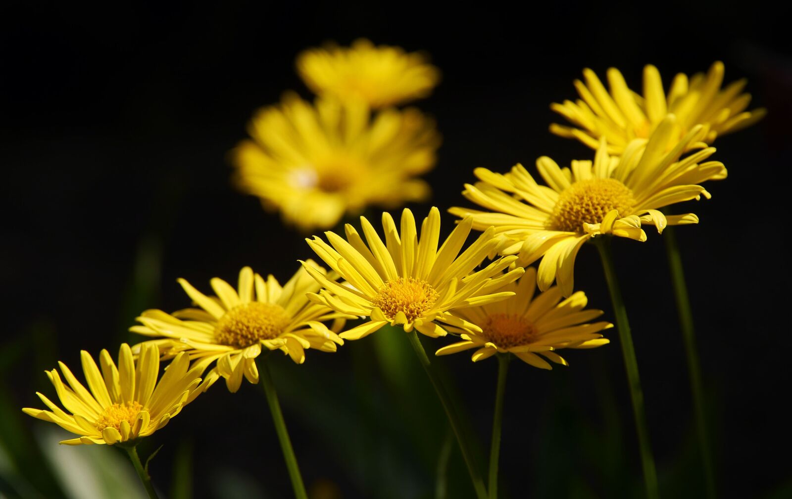 Panasonic Lumix DMC-GH3 sample photo. Gartenstaude, early bloomer, g photography