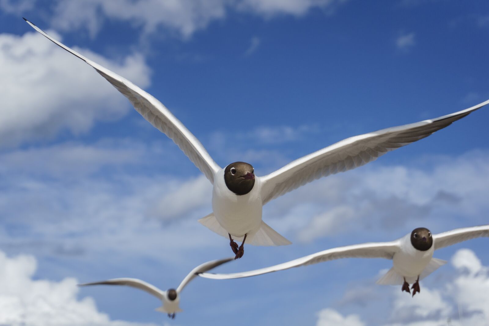 Sony a6000 sample photo. Flight, wing, sky photography