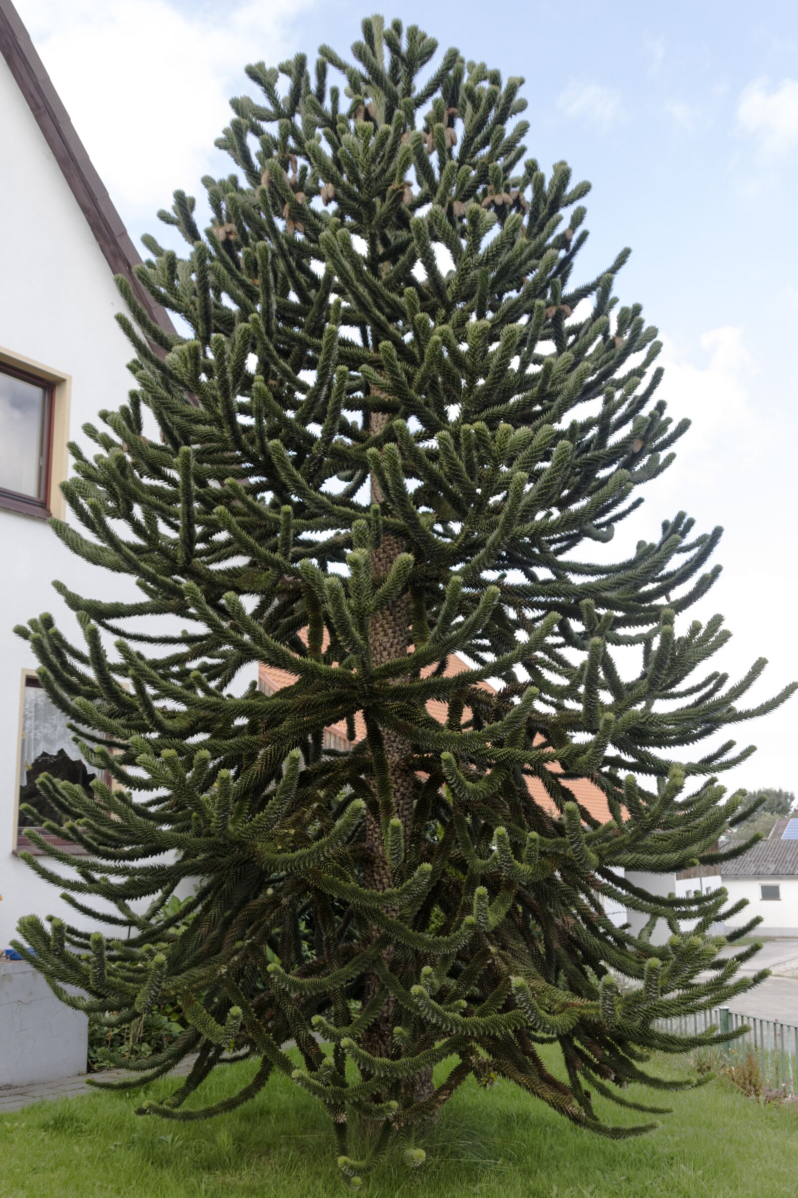 Canon EOS 80D sample photo. Araucaria, plant, garden photography