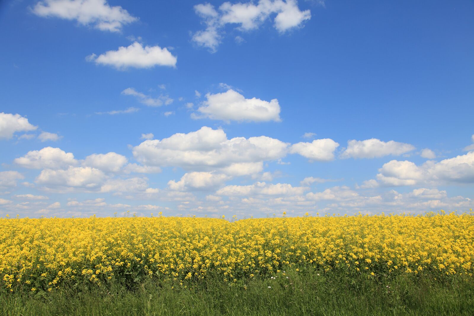Canon EOS 5D Mark II sample photo. Spring, oilseed rape, sky photography