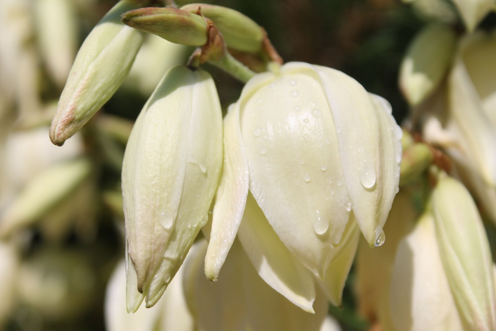 Canon EOS 1100D (EOS Rebel T3 / EOS Kiss X50) sample photo. Flowers, shrub, drop of photography