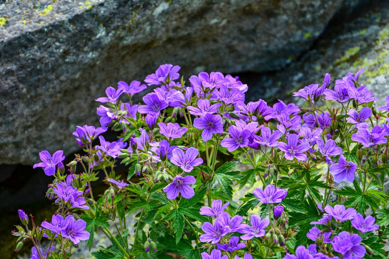 Nikon D7100 sample photo. Nature flowers, close-up, detail photography
