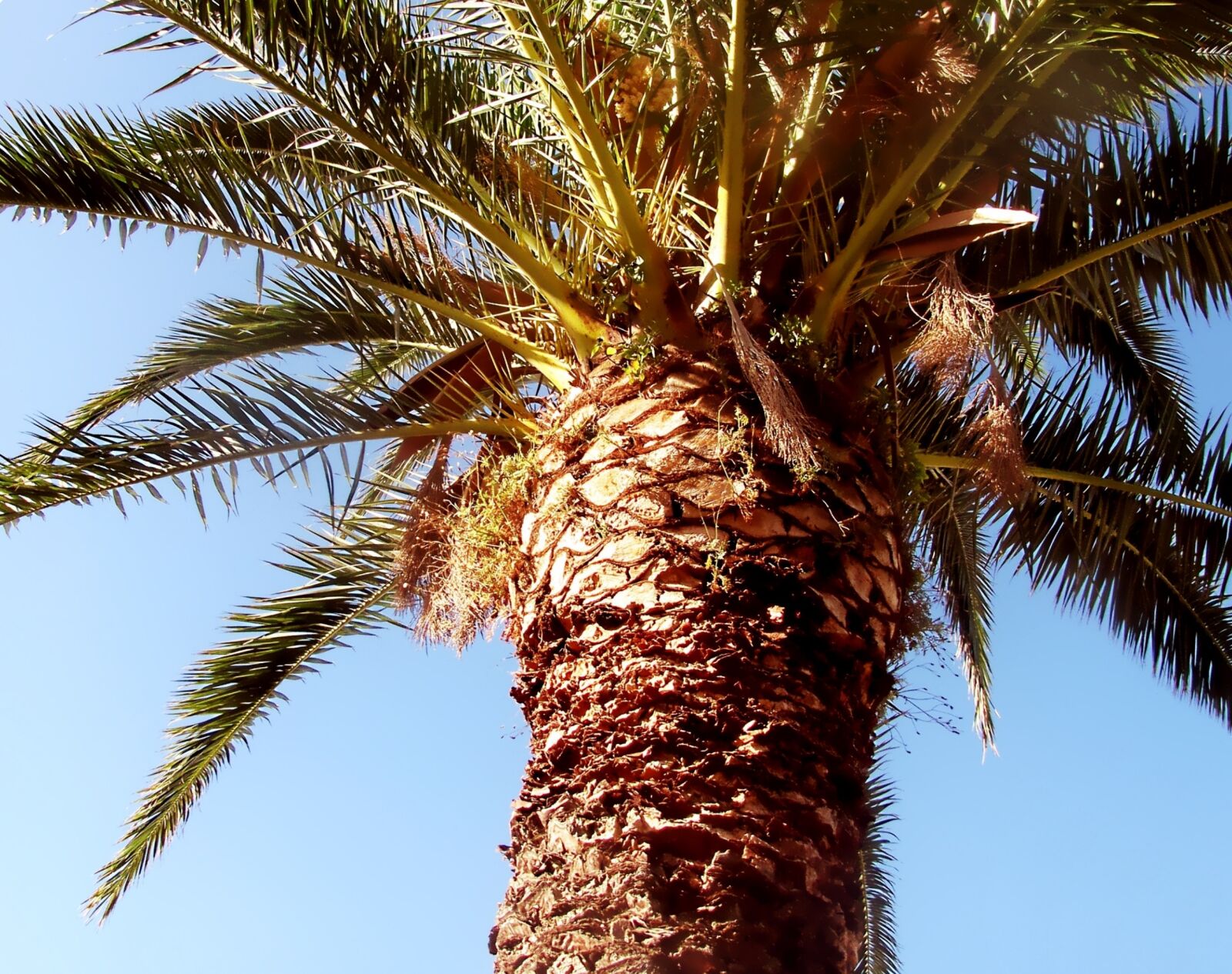 Canon PowerShot SX10 IS sample photo. Palm, date-palm, palm tree photography