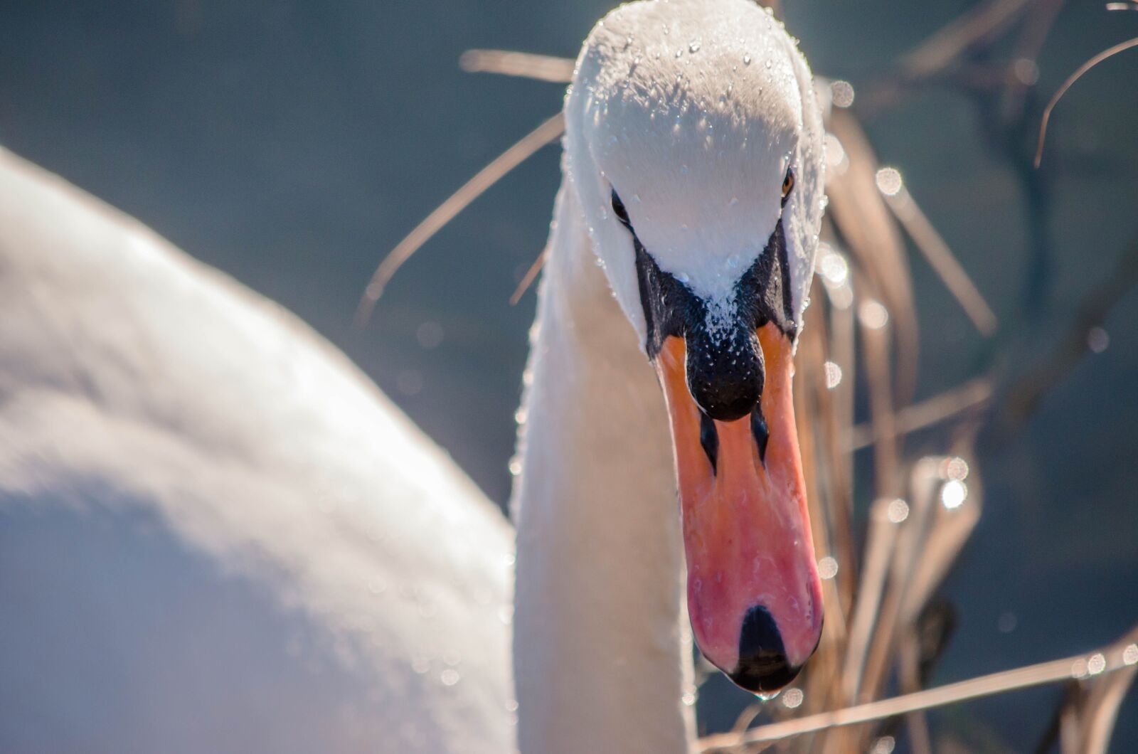 Nikon D7000 sample photo. Goose, bird, water photography