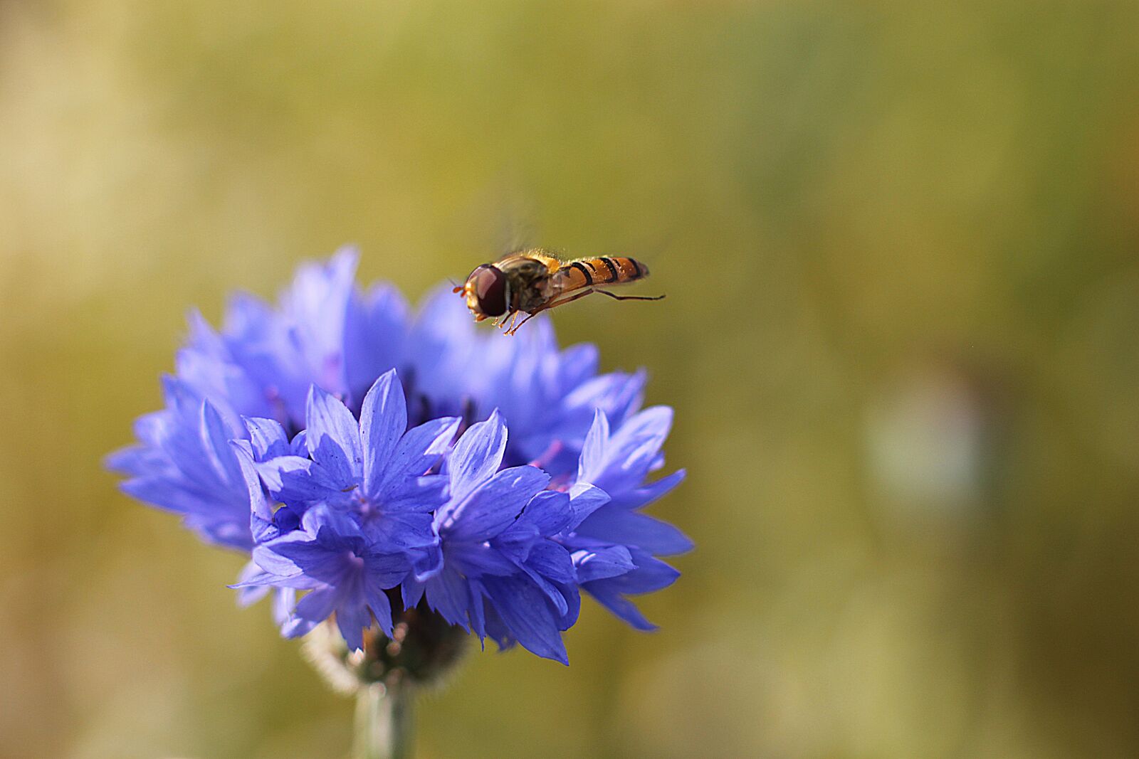 Canon EOS 500D (EOS Rebel T1i / EOS Kiss X3) sample photo. Flower, blossom, bloom photography