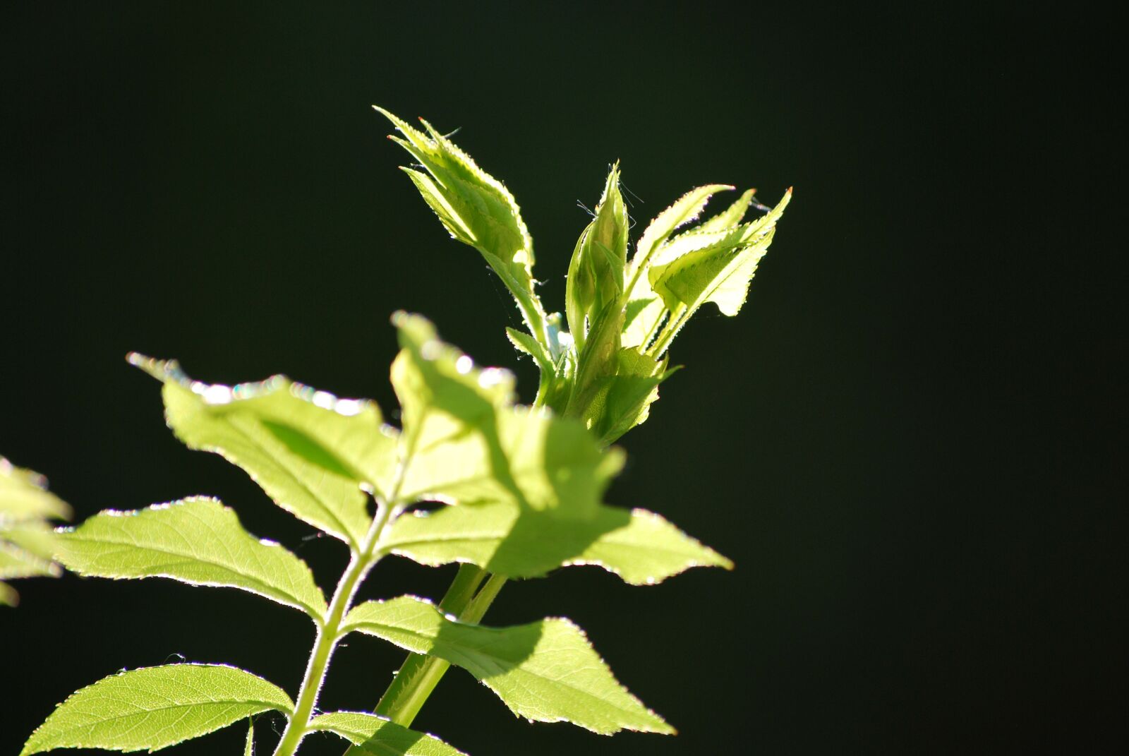Nikon D60 sample photo. Leaf, green, nature photography