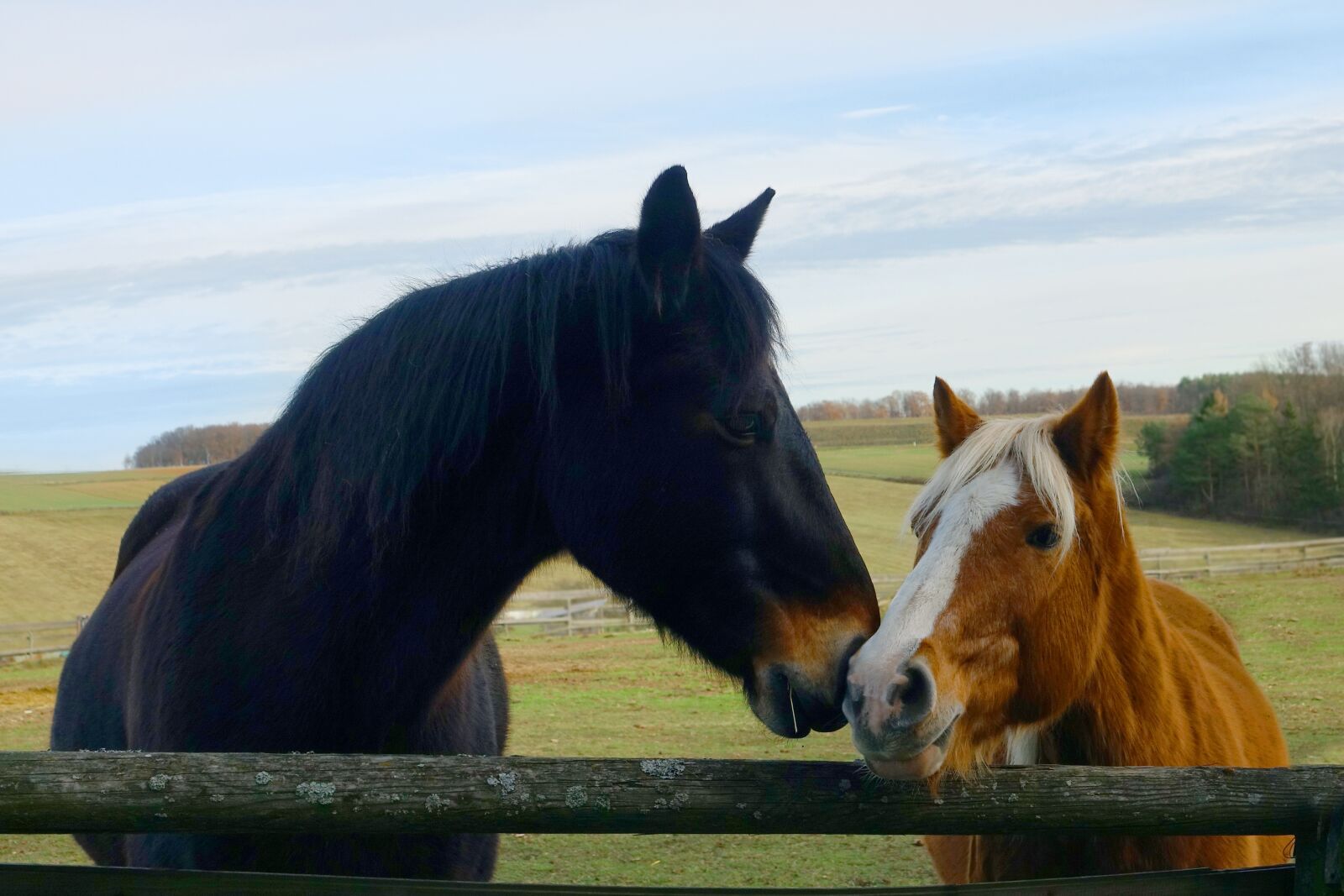 Sony Cyber-shot DSC-RX10 III sample photo. Mammal, grass, horses photography