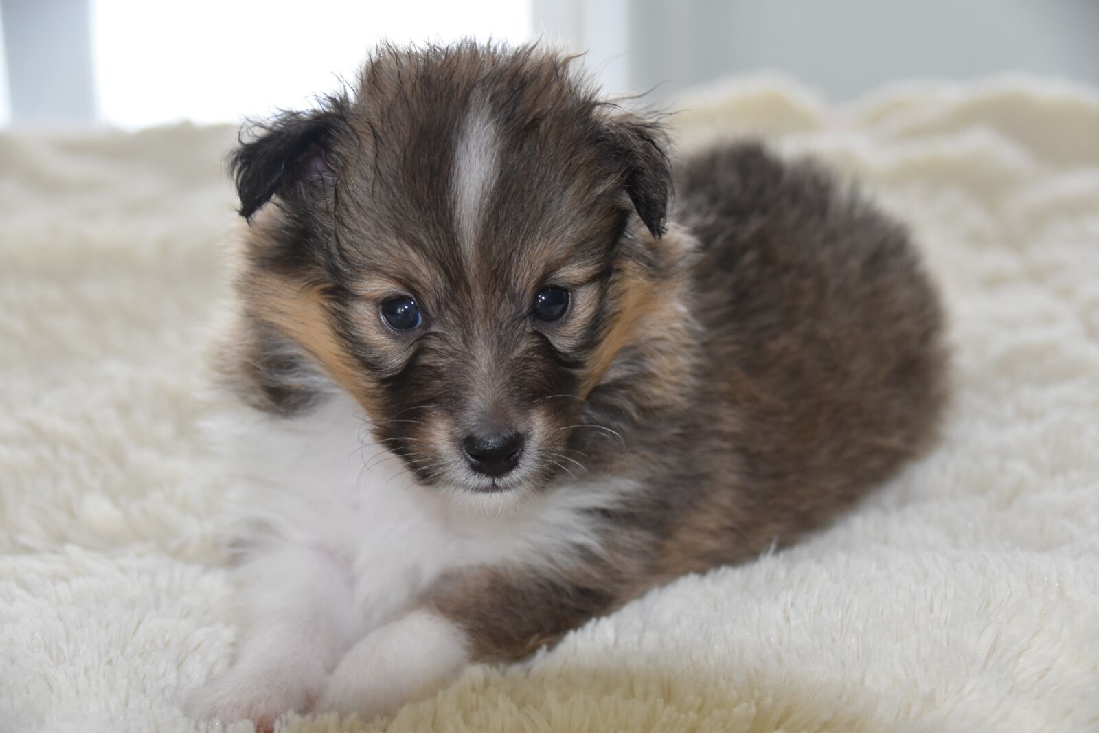 Nikon D5600 sample photo. Puppy, dog, pup photography