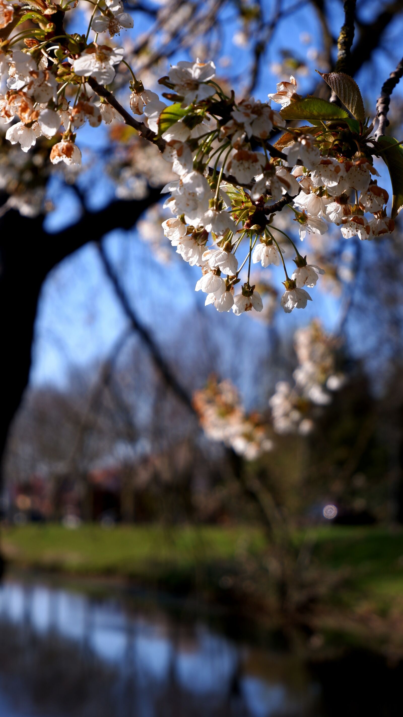 Fujifilm XC 15-45mm F3.5-5.6 OIS PZ sample photo. Nature, trees, landscape photography