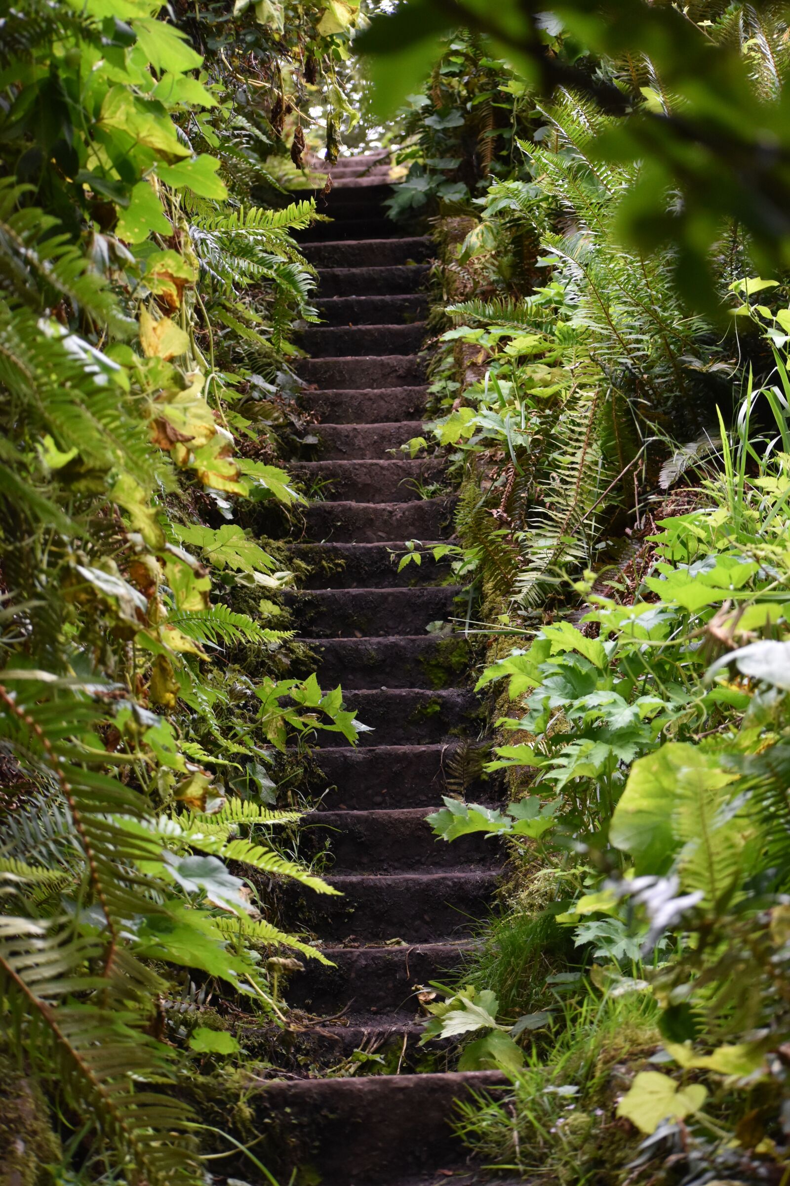 Nikon D3500 sample photo. Stairs, stairway, path photography