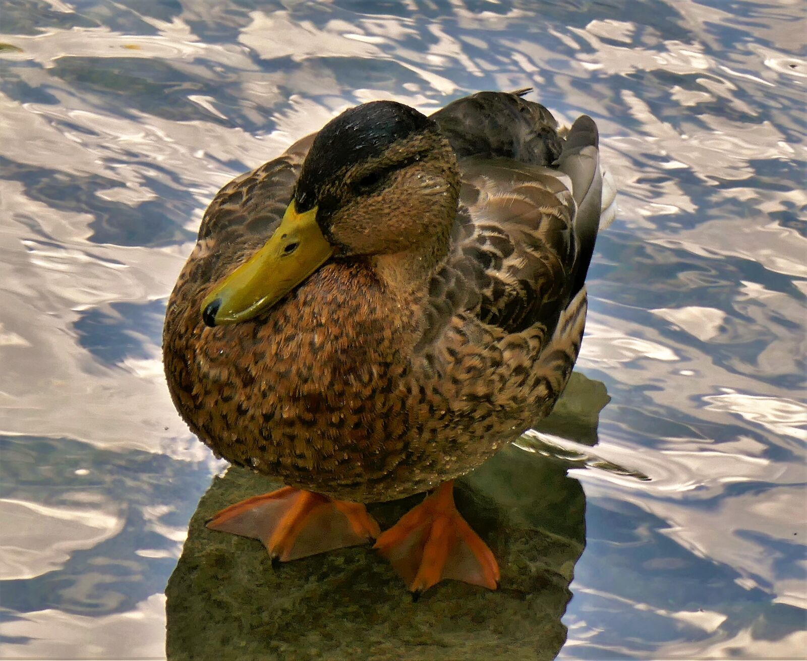 Panasonic DMC-TZ101 sample photo. Duck, bill, duck feet photography