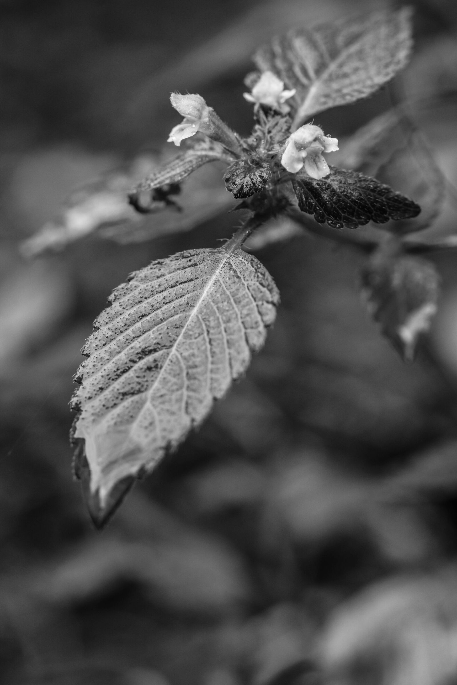 Canon EOS 7D Mark II sample photo. Plant, rain drop, summer photography