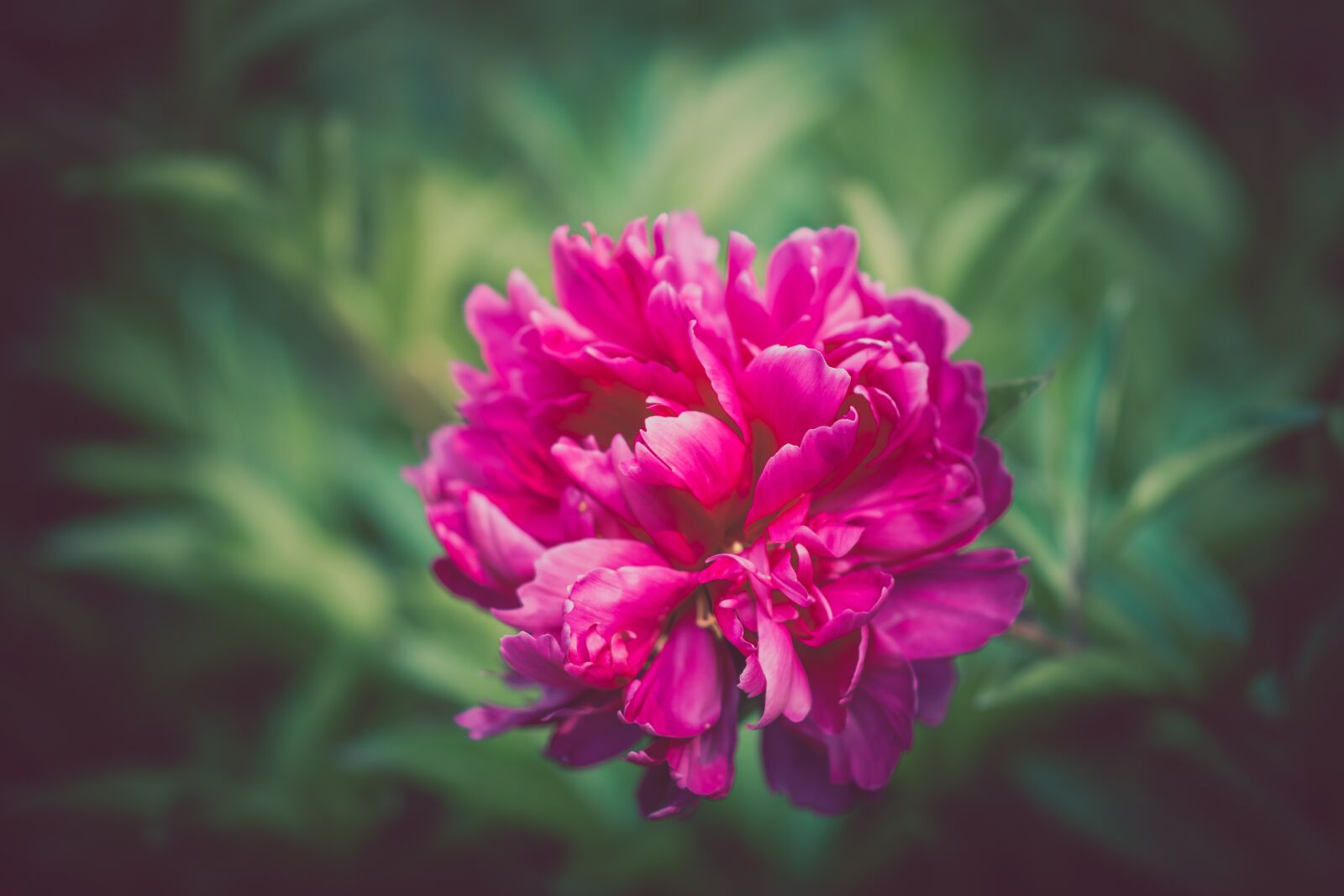 Nikon D7200 sample photo. Bloom, blossom, flora photography