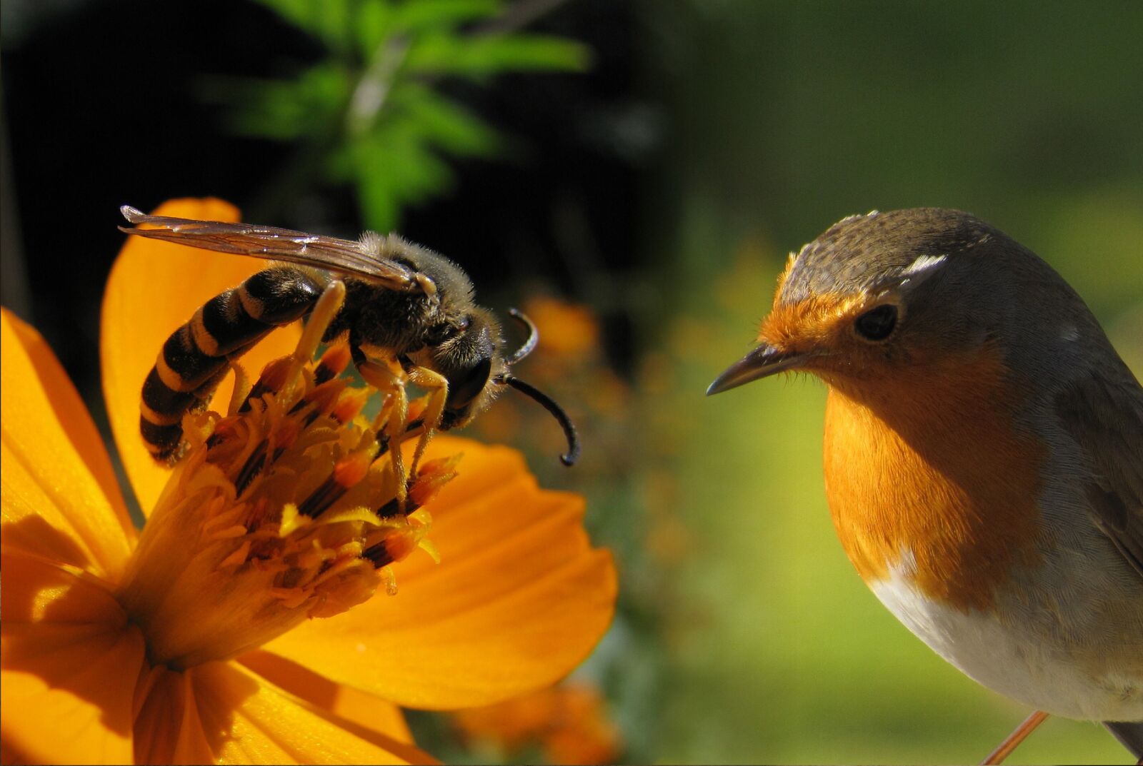 Canon PowerShot SX50 HS sample photo. Animals, bird, insect photography