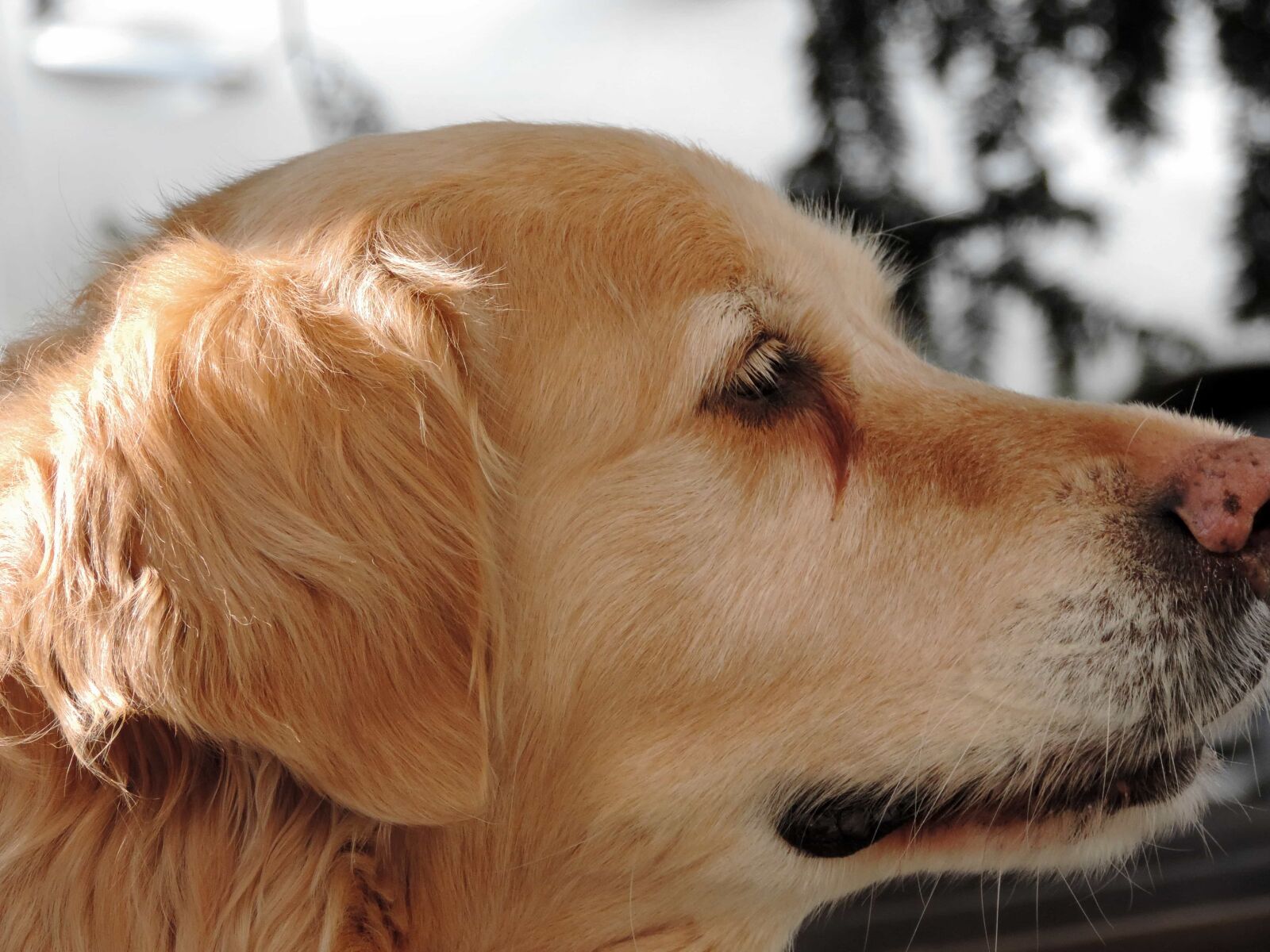Nikon Coolpix P520 sample photo. Friendship, portrait, dog, cute photography