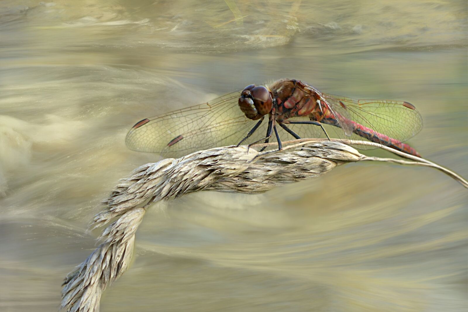 Panasonic Lumix DMC-FZ200 sample photo. Animal, flight insect, dragonfly photography