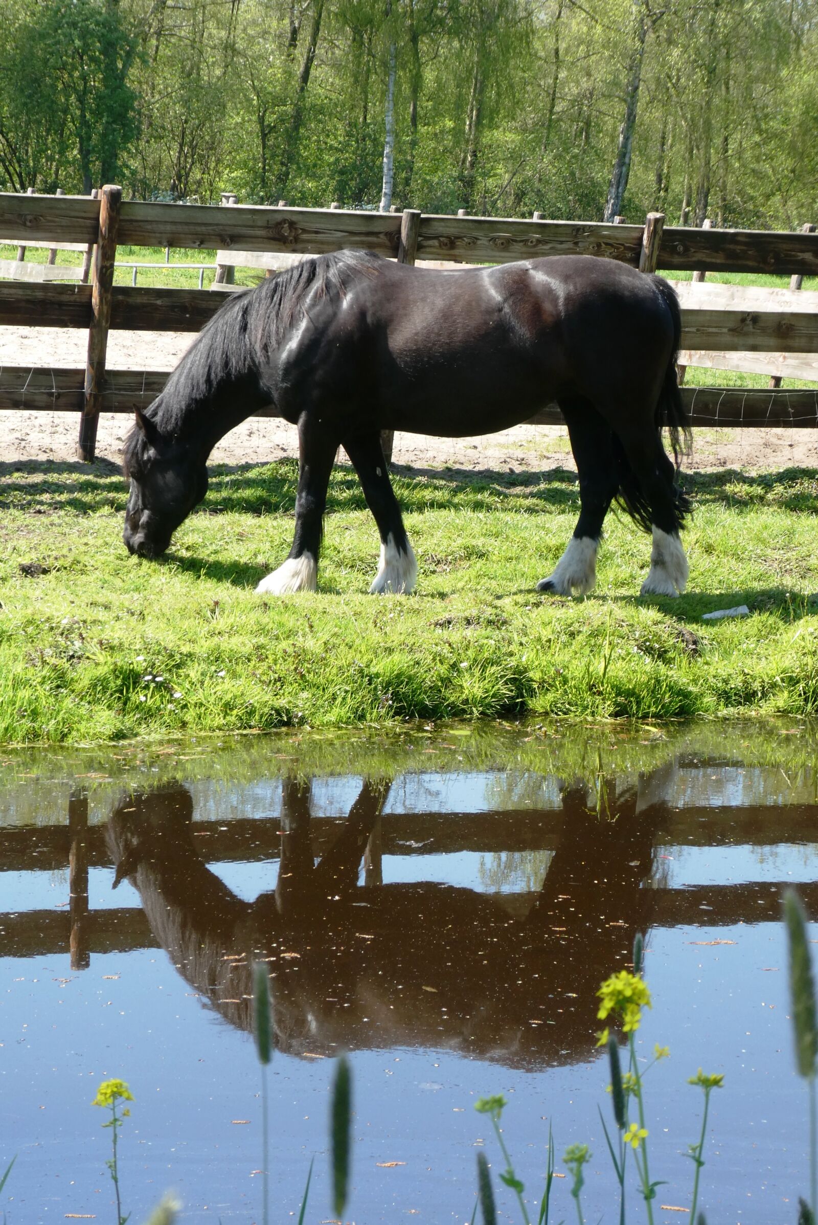 Panasonic Lumix DC-ZS70 (Lumix DC-TZ90) sample photo. Horse, whey, grass photography