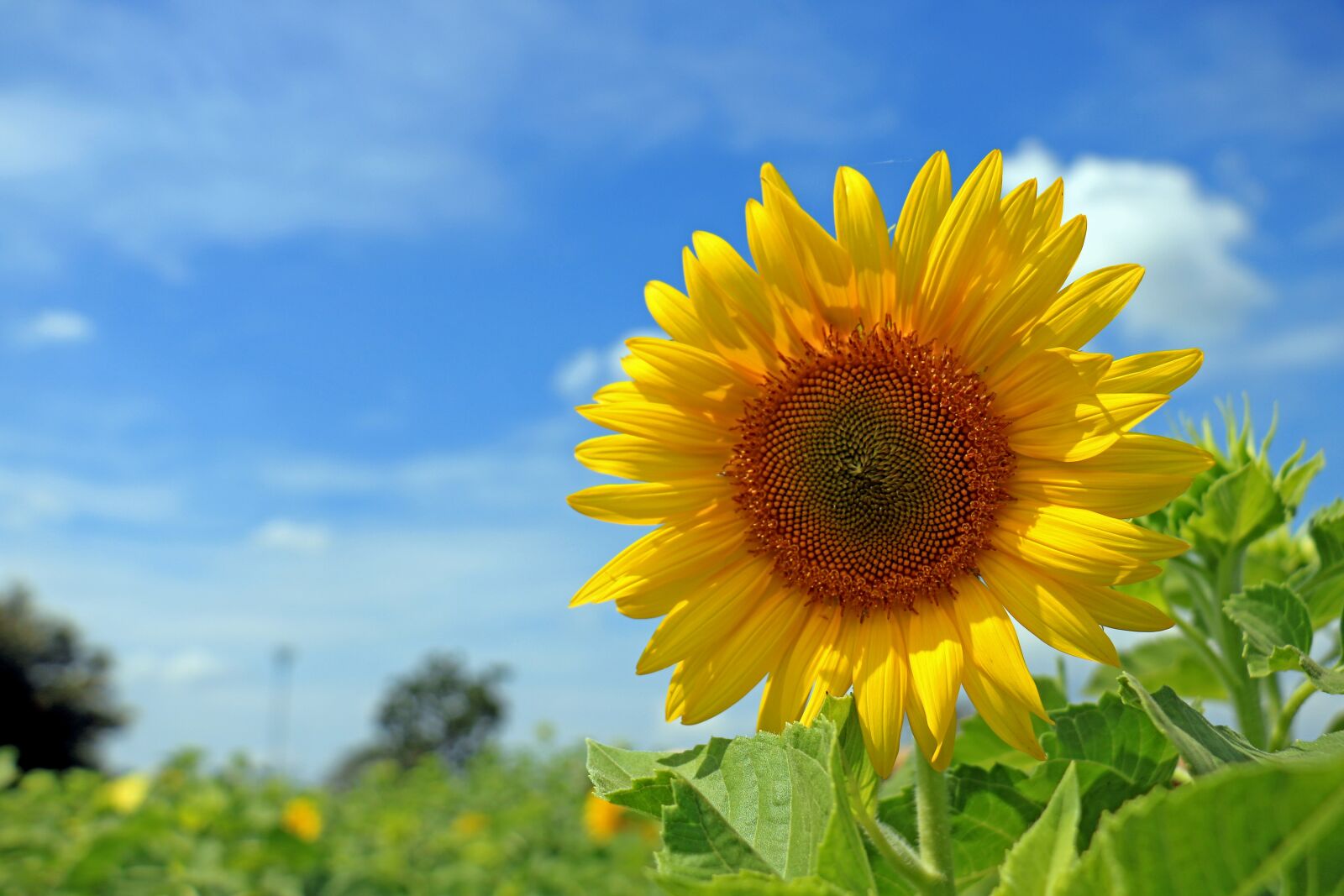 Canon EOS 750D (EOS Rebel T6i / EOS Kiss X8i) sample photo. Thailand, sunflower, sky photography