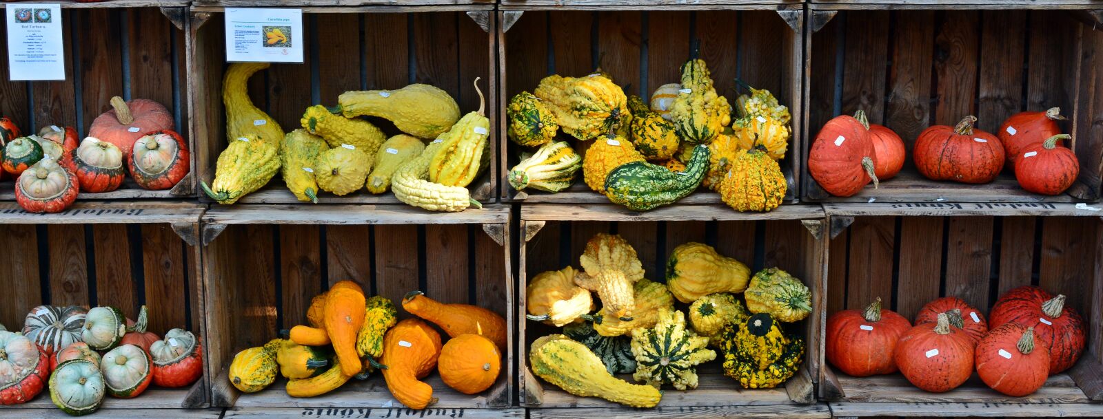 Nikon D5200 sample photo. Pumpkin, harvest time, sale photography