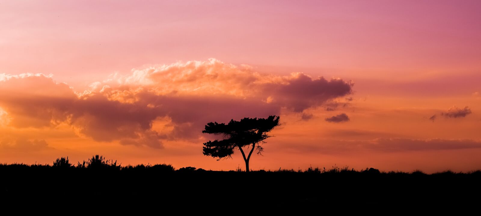 Nikon D3300 sample photo. Tree, sunset, landscape photography