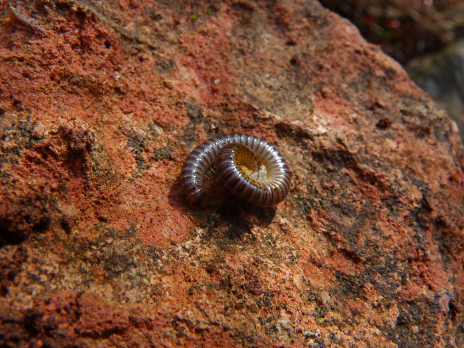 Panasonic DMC-FZ62 sample photo. Worm, spiral, arthropod photography