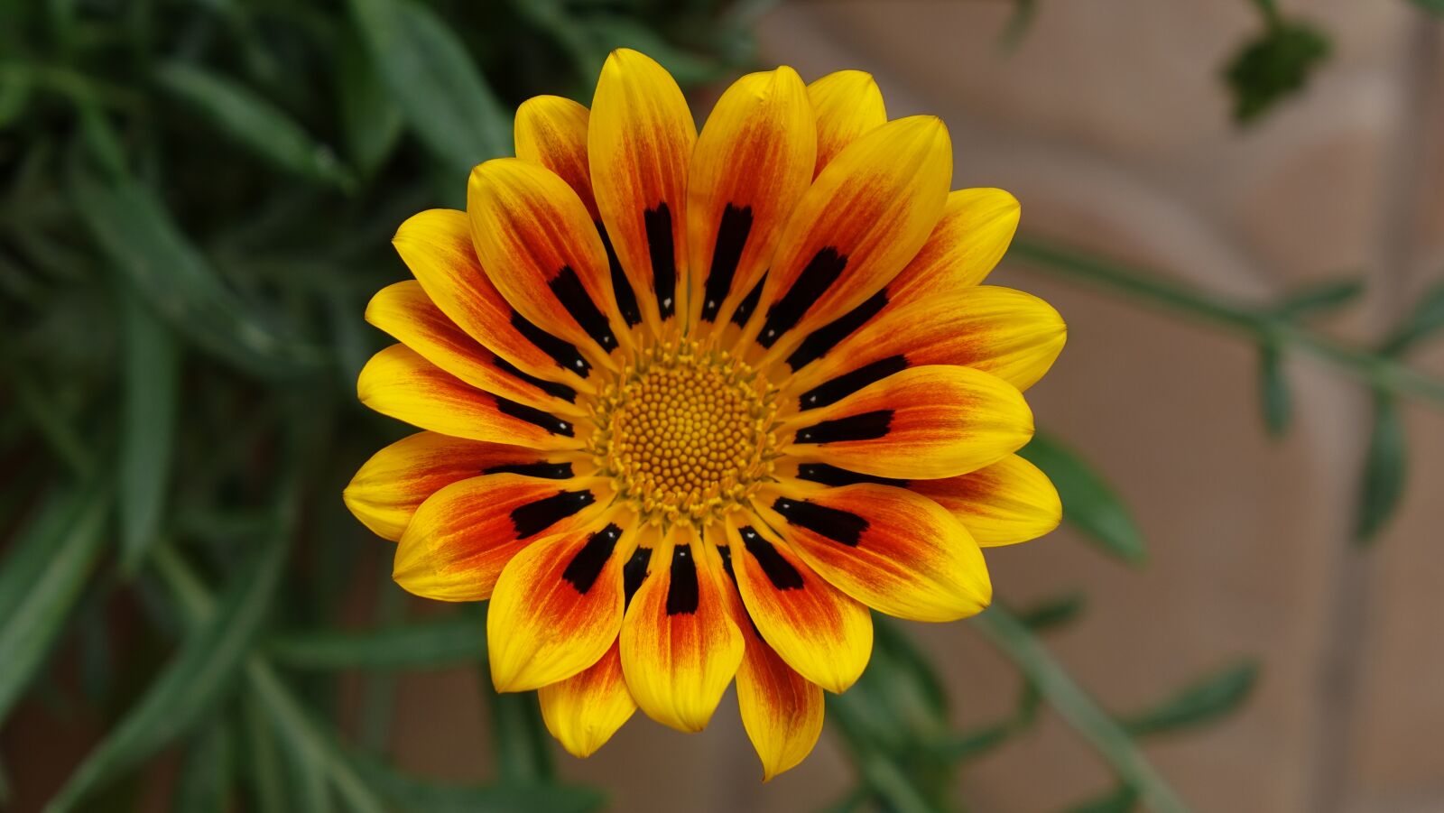 Sony Cyber-shot DSC-RX10 II sample photo. Gazania, awesome, flower photography