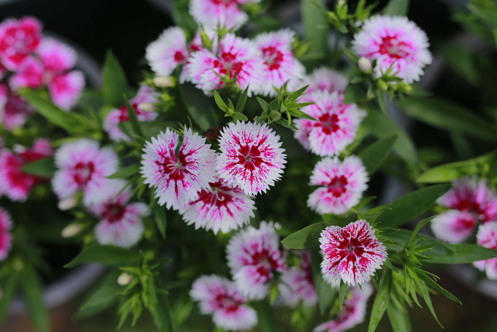 Canon EOS 6D sample photo