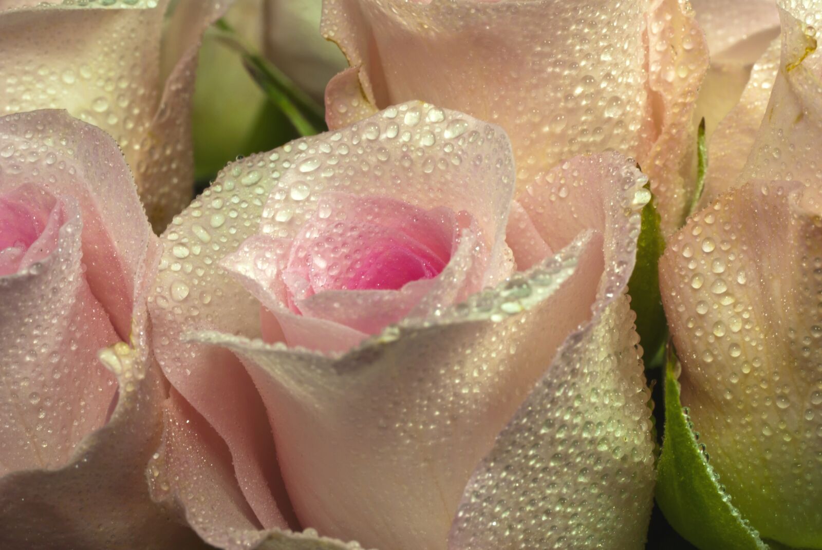 Pentax K10D sample photo. Rose, drops, dew photography