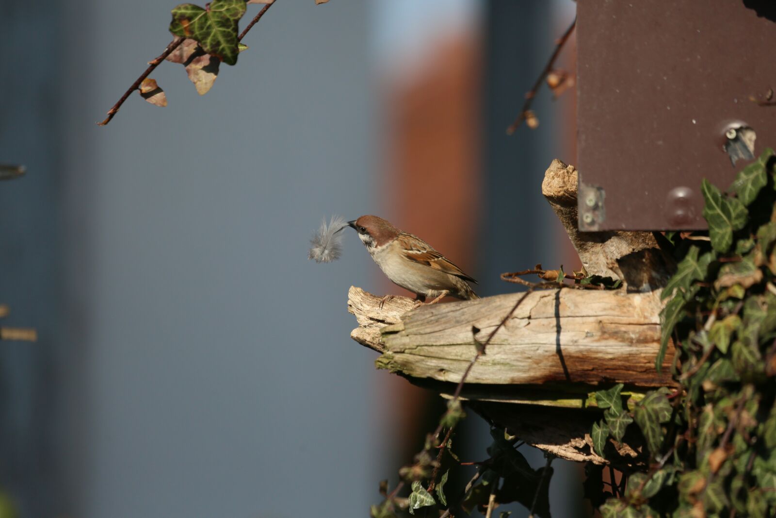 Canon EF 100-400mm F4.5-5.6L IS USM sample photo. Bird, sparrow, songbird photography