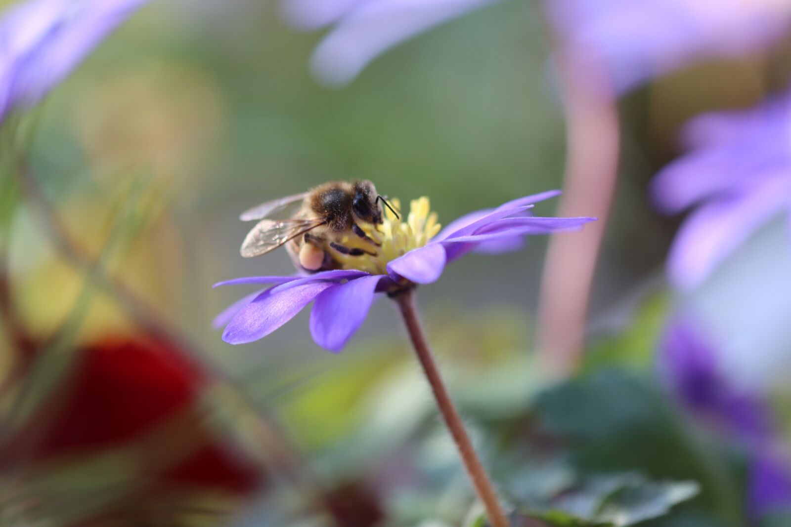 Canon EOS 90D sample photo. Bee, flower, insect photography