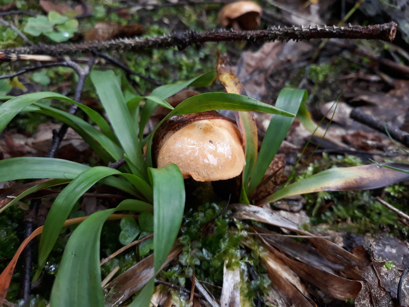 Samsung Galaxy J5 sample photo. Fungus, grass, forest photography