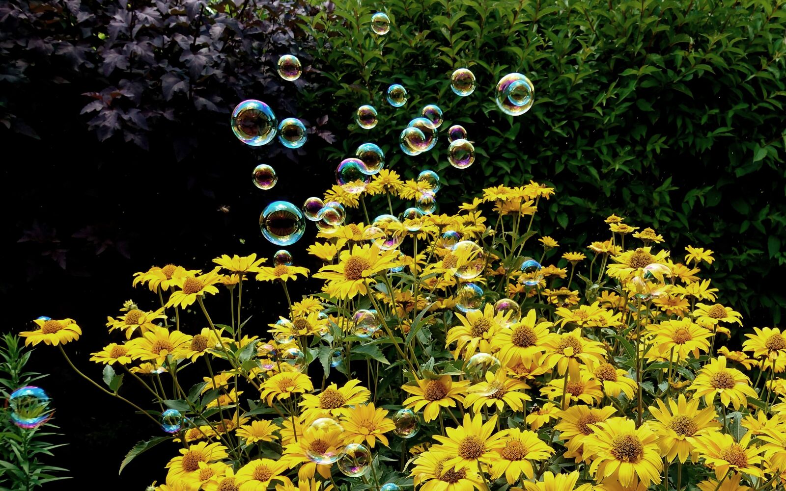 Sony DSC-RX100M5 sample photo. Soap bubbles, colorful, flowers photography