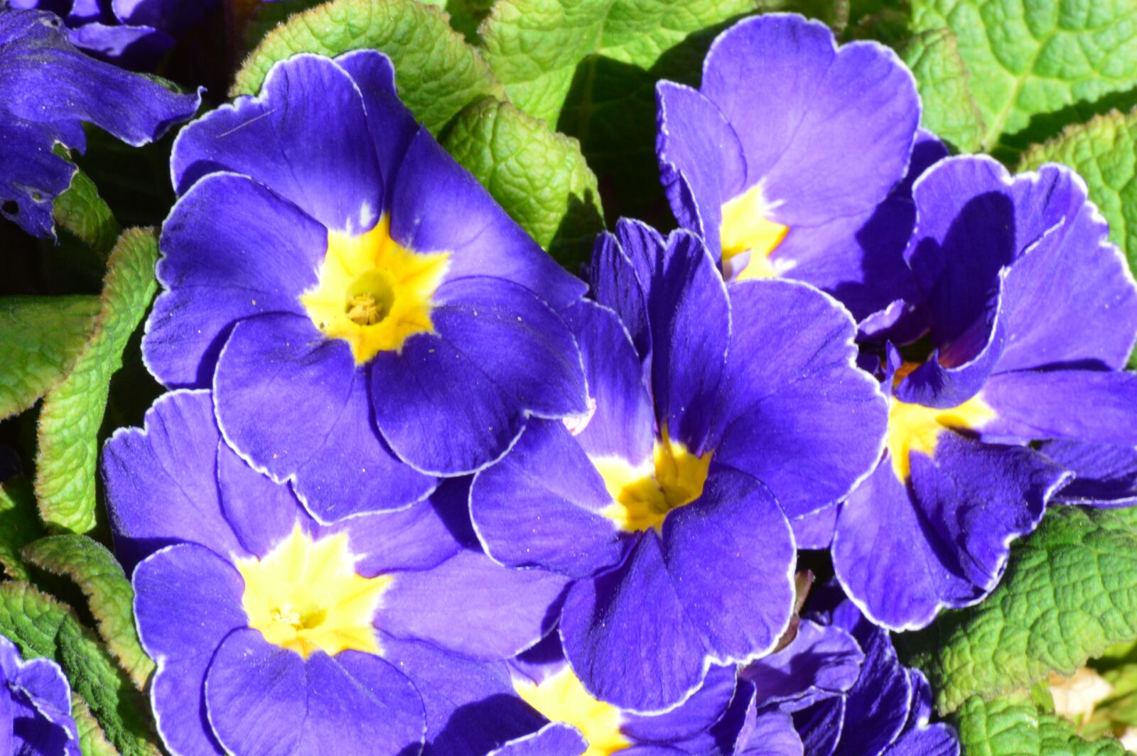 Nikon D3200 sample photo. Primrose, violet, spring photography
