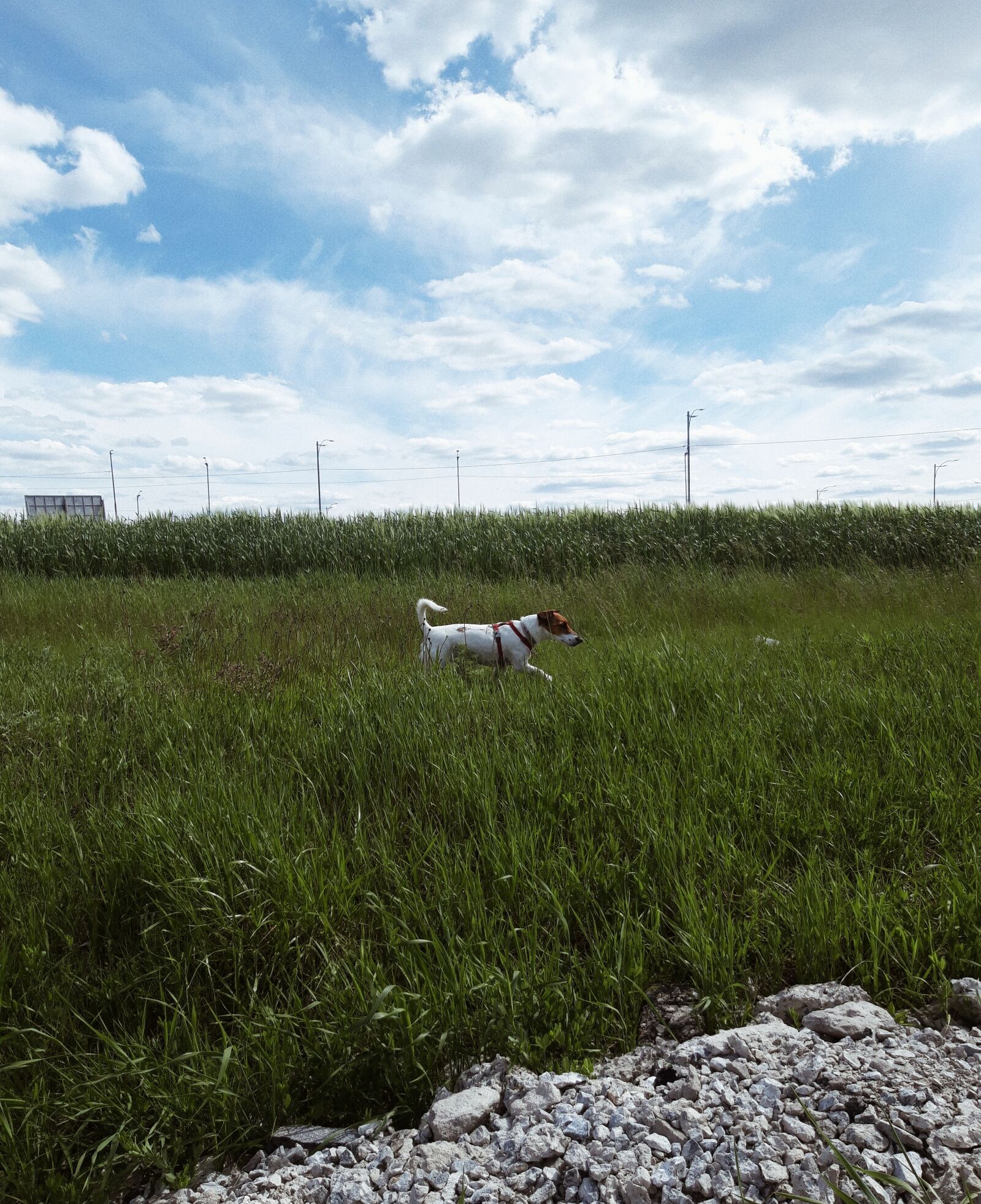 Samsung Galaxy A6 sample photo. Grass, dog, field photography