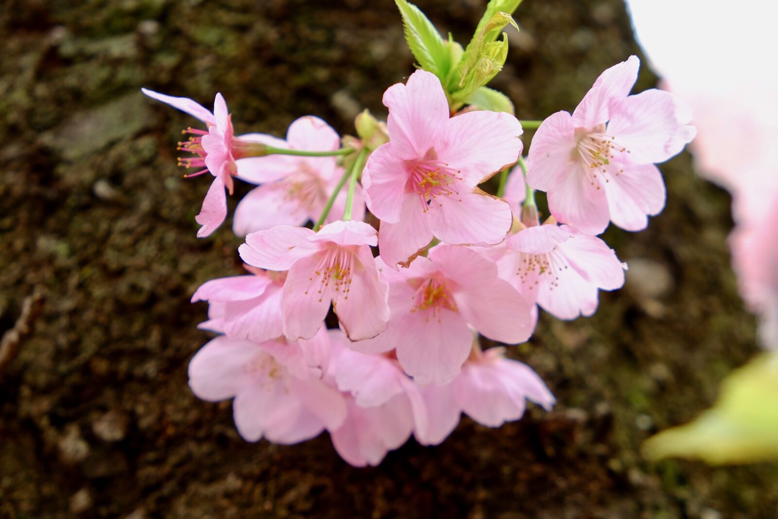 Fujifilm X-T10 sample photo. Cherry blossom, tree, pink photography