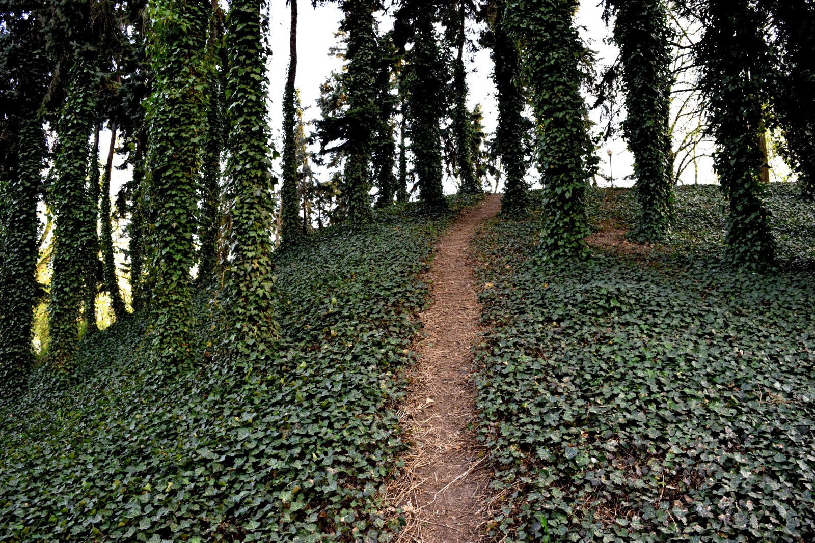 Nikon D3300 sample photo. Bluszcz, ivy, park, zeromskiego photography