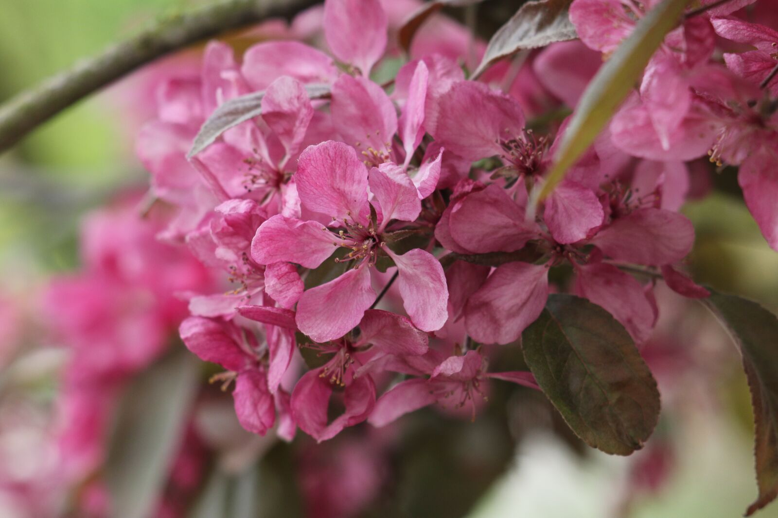Canon EOS 70D sample photo. Malus, flower, branch photography