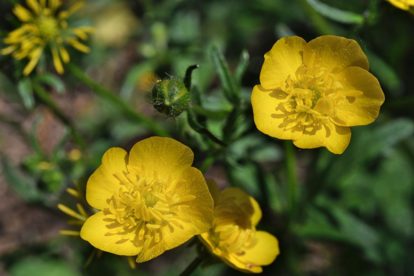 Nikon D7500 sample photo. Flower, yellow, nature photography