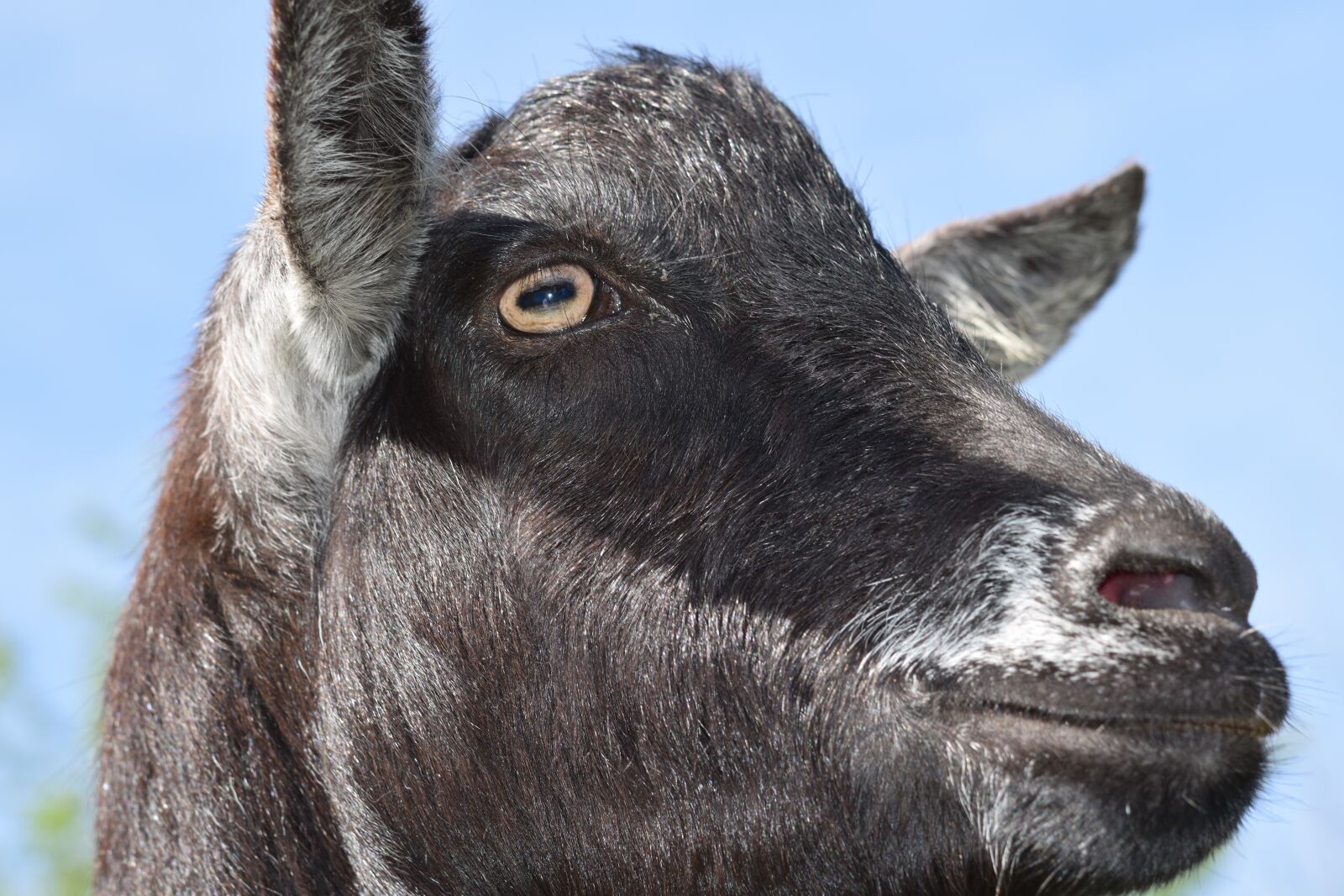Nikon D5600 sample photo. Goat, eye of the photography