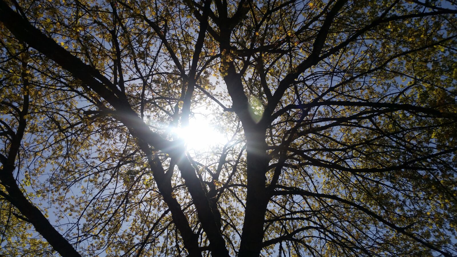 Samsung Galaxy S5 sample photo. Tree, nature, wood photography