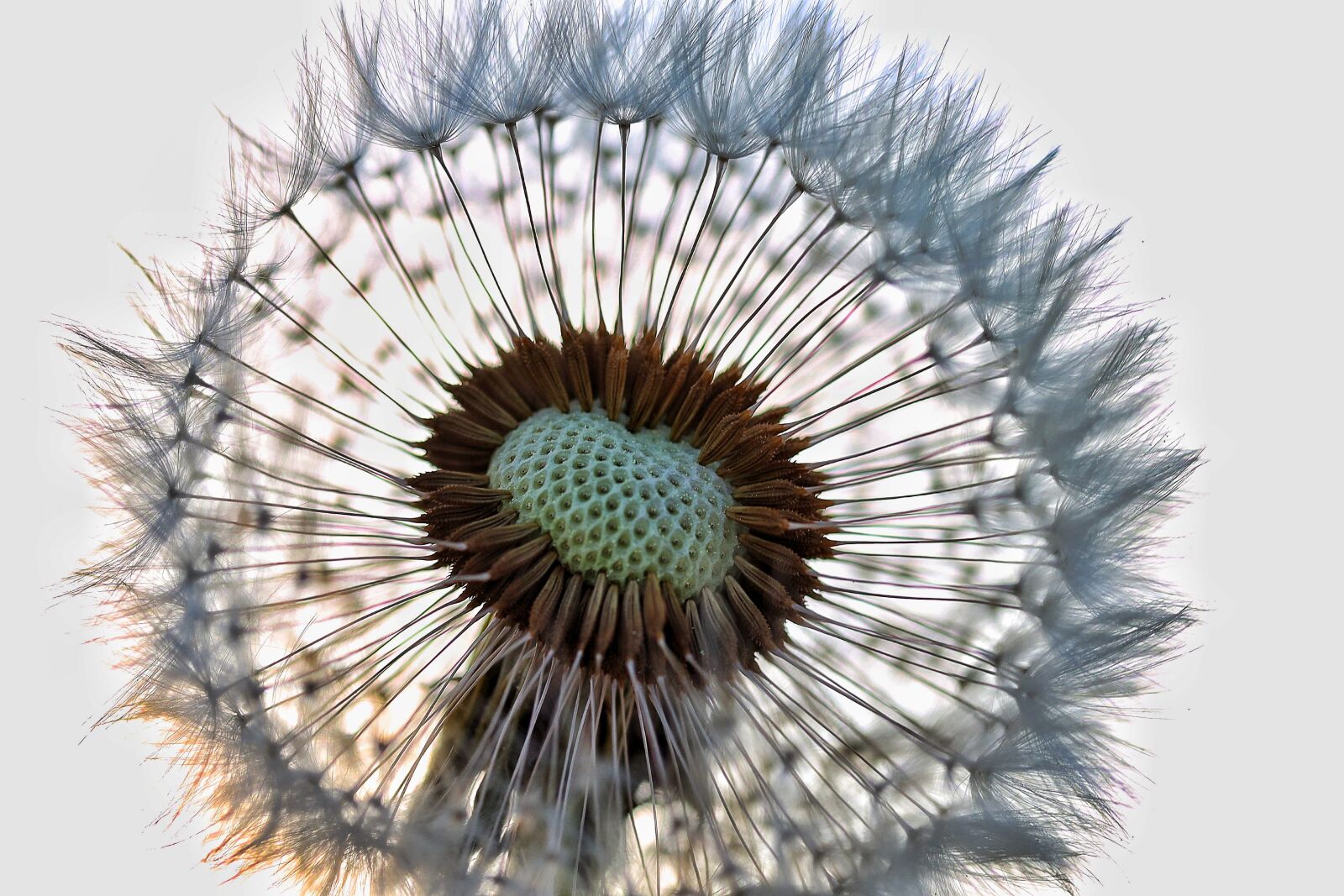 Canon EOS R sample photo. Dandelion, summer, nature photography