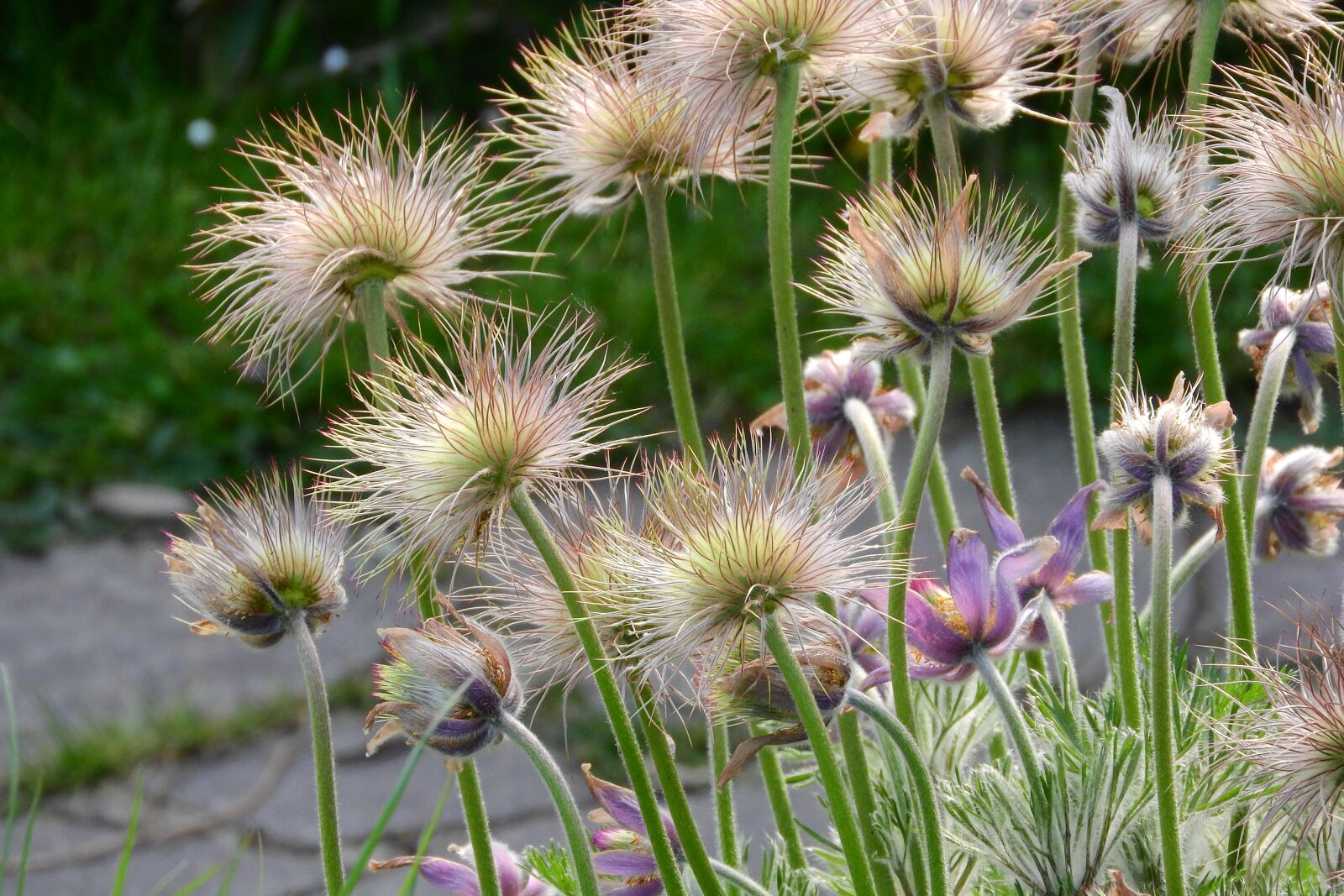 Nikon Coolpix P610 sample photo. Pasque flower, pulsatilla, odkvetlý photography