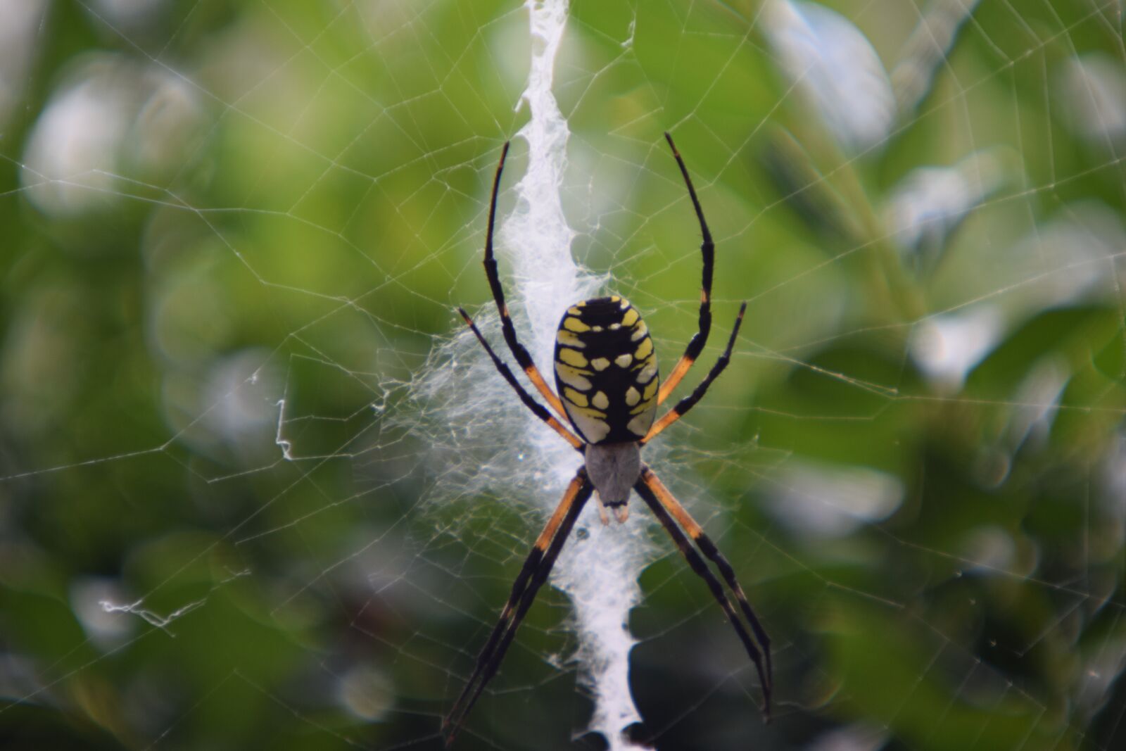 Nikon D3300 sample photo. Spider, garden, arachnid photography
