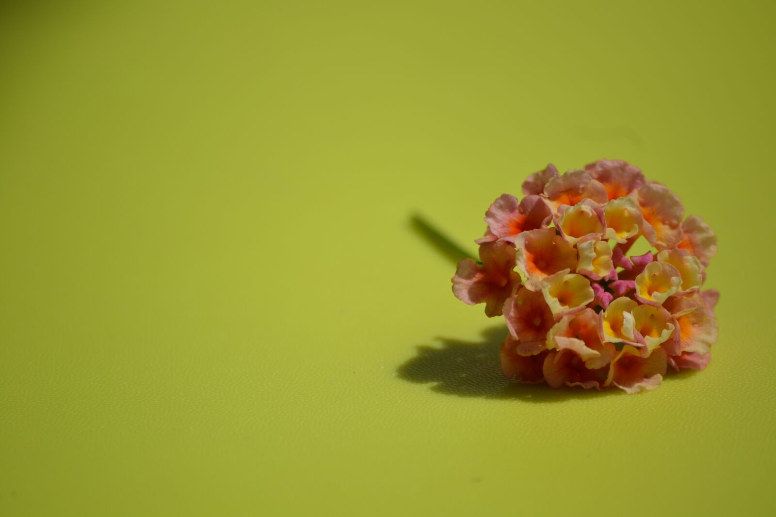 Nikon D3100 sample photo. Flower, delicacy, detail photography
