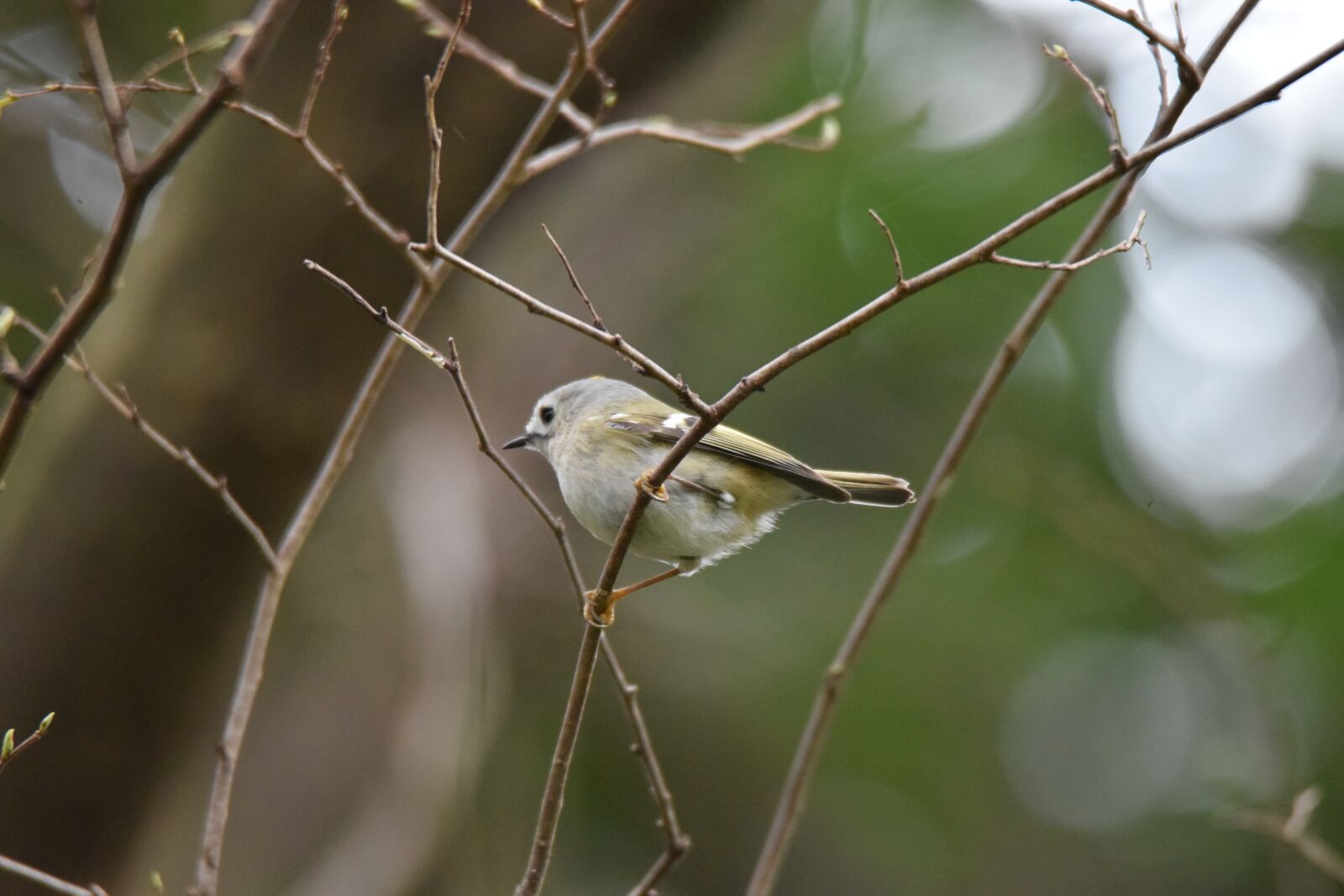 Nikon D5300 sample photo. Bird, little bird, perched photography
