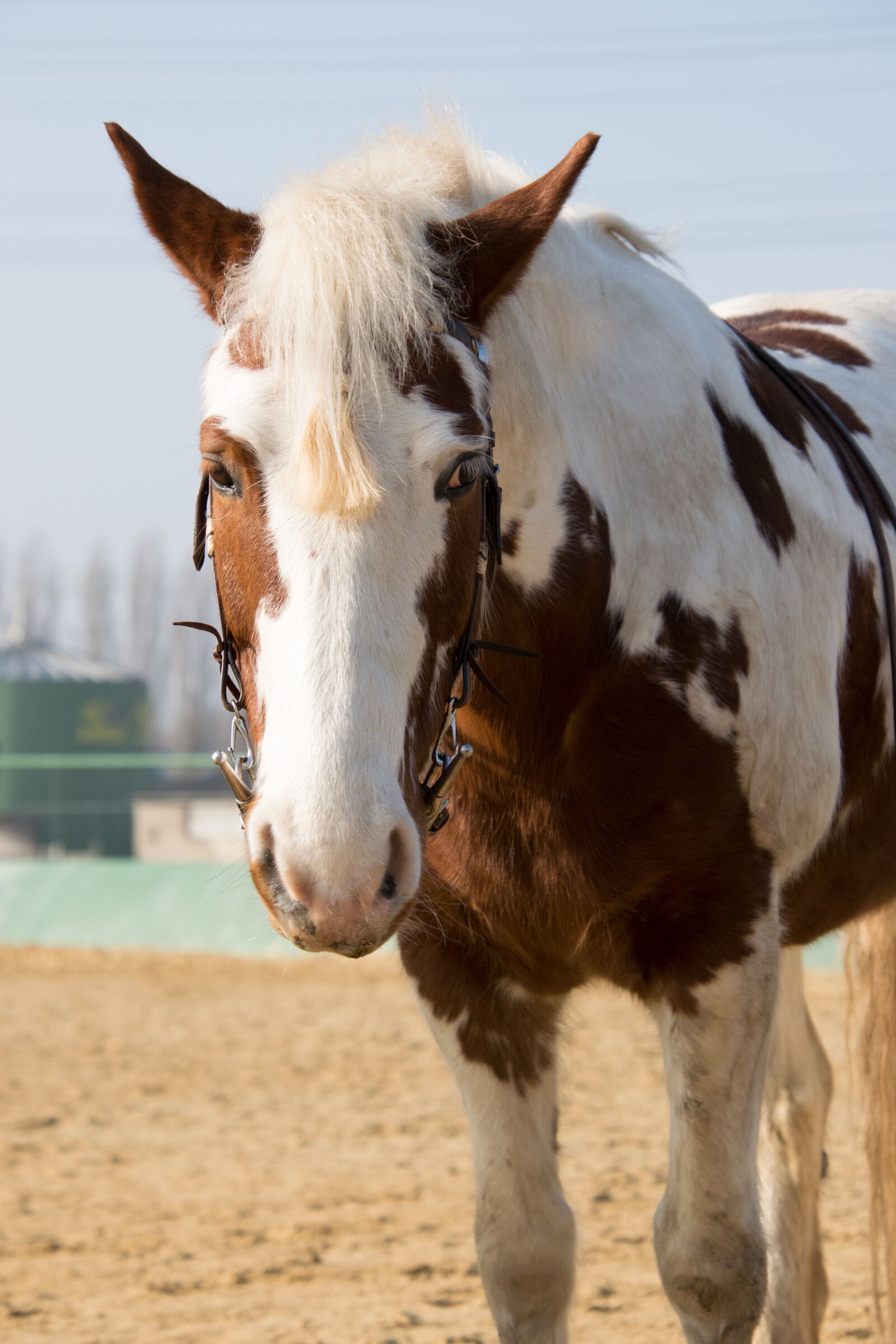 Nikon D3300 sample photo. Horse, stand, bridle photography