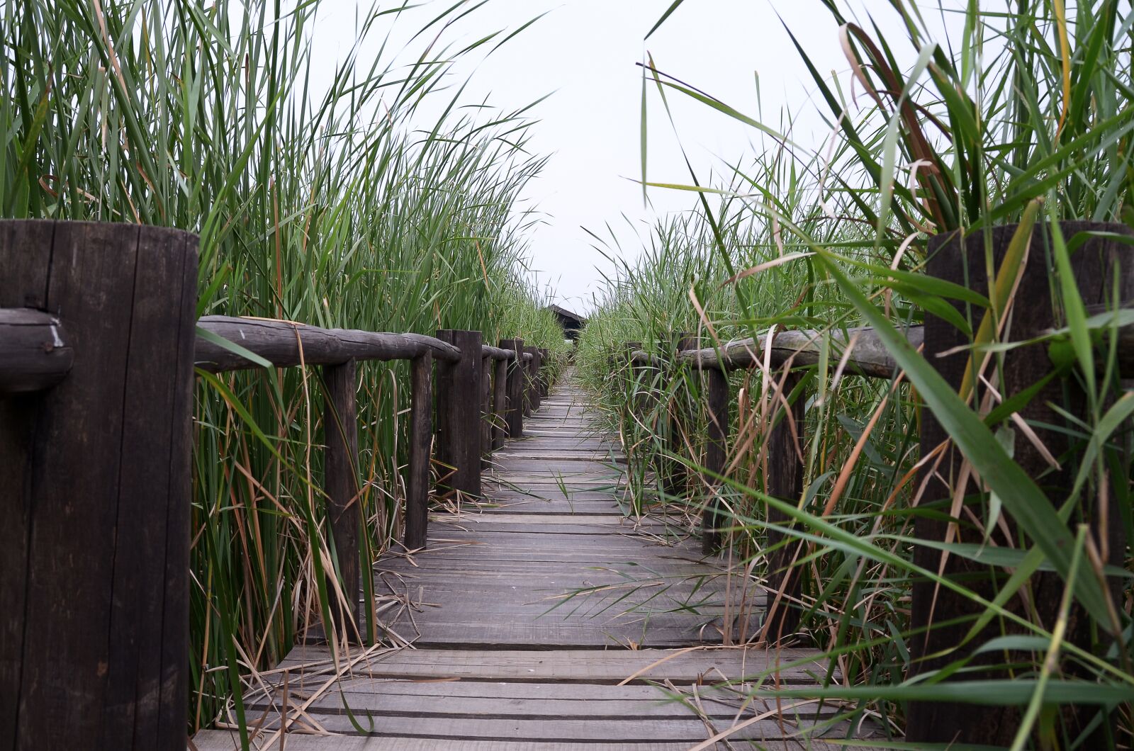 Nikon D7000 sample photo. Henan, chen bridge, wetlands photography