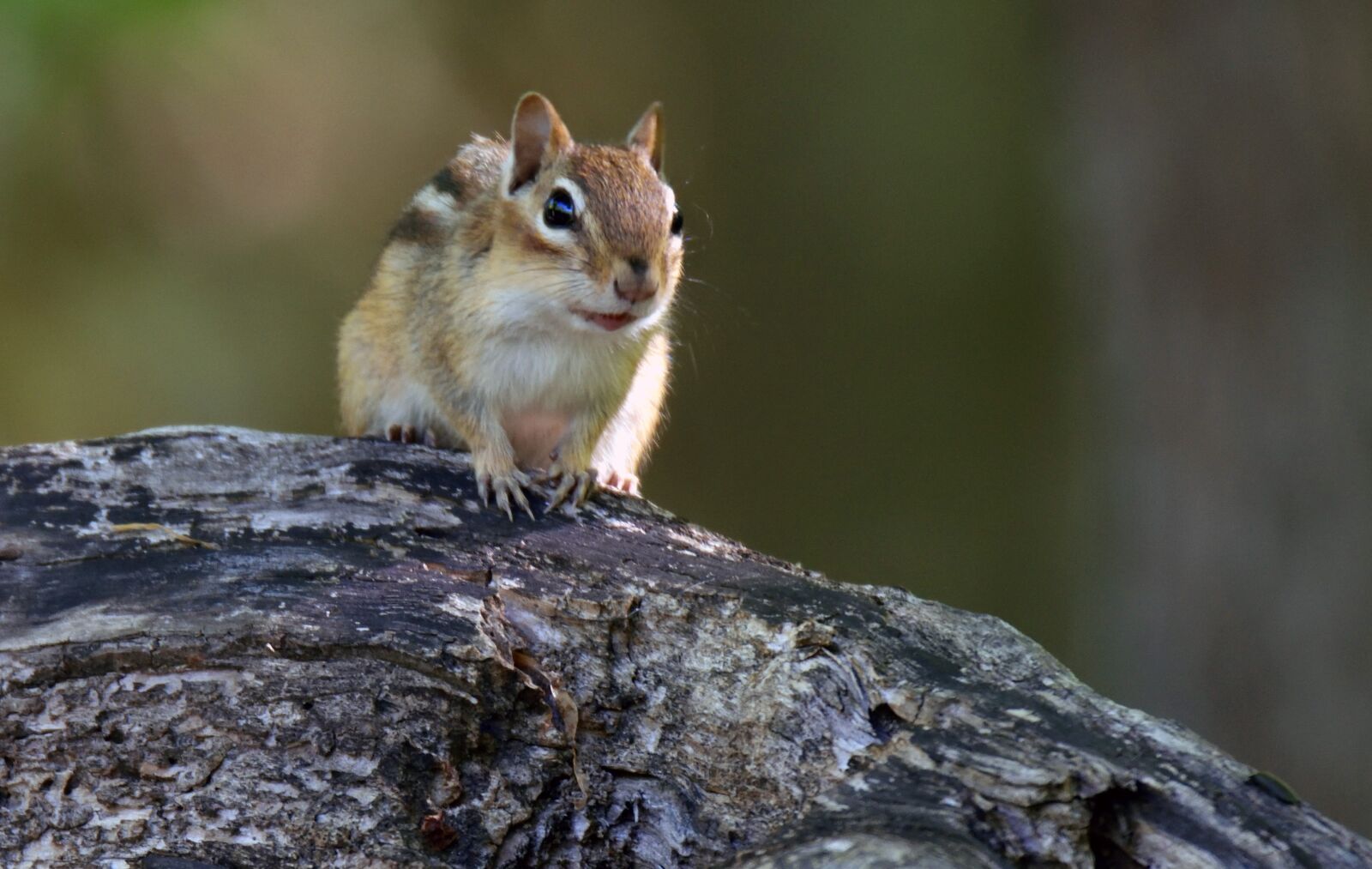 Nikon D5300 sample photo. Animal, chipmunk, close photography
