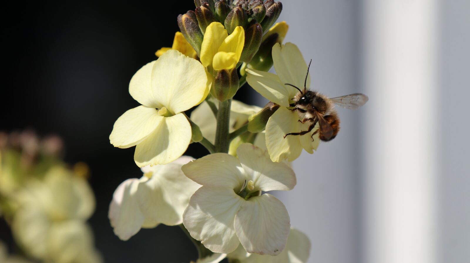 Canon EOS M5 + Canon EF-M 18-150mm F3.5-6.3 IS STM sample photo. Hummel, bee, gold lacquer photography